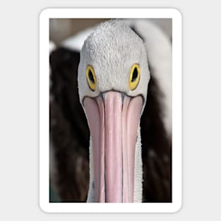 The Pelican Stare Sticker